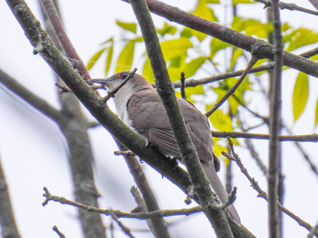 Black-billed Cuckoo - ML453519761