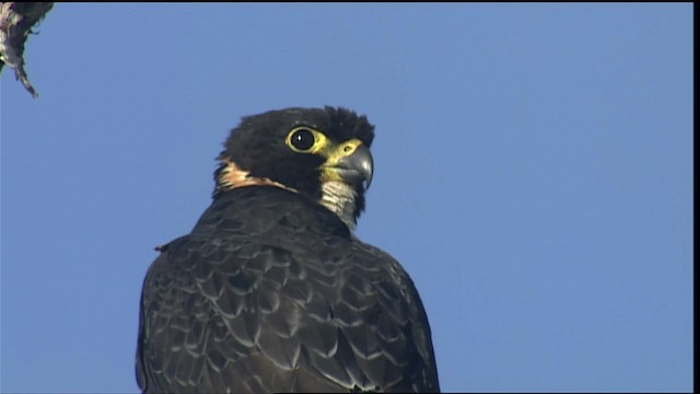 Orange-breasted Falcon - ML453520