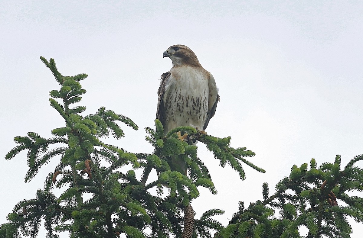 Red-tailed Hawk - ML453520021
