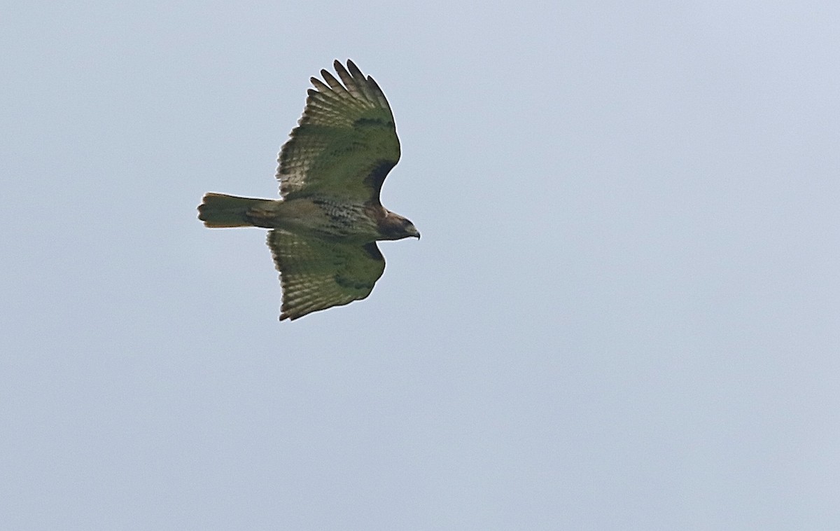 Red-tailed Hawk - ML453520041