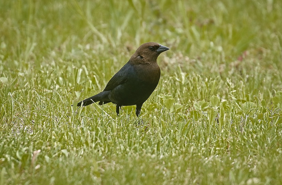 Brown-headed Cowbird - ML453520211