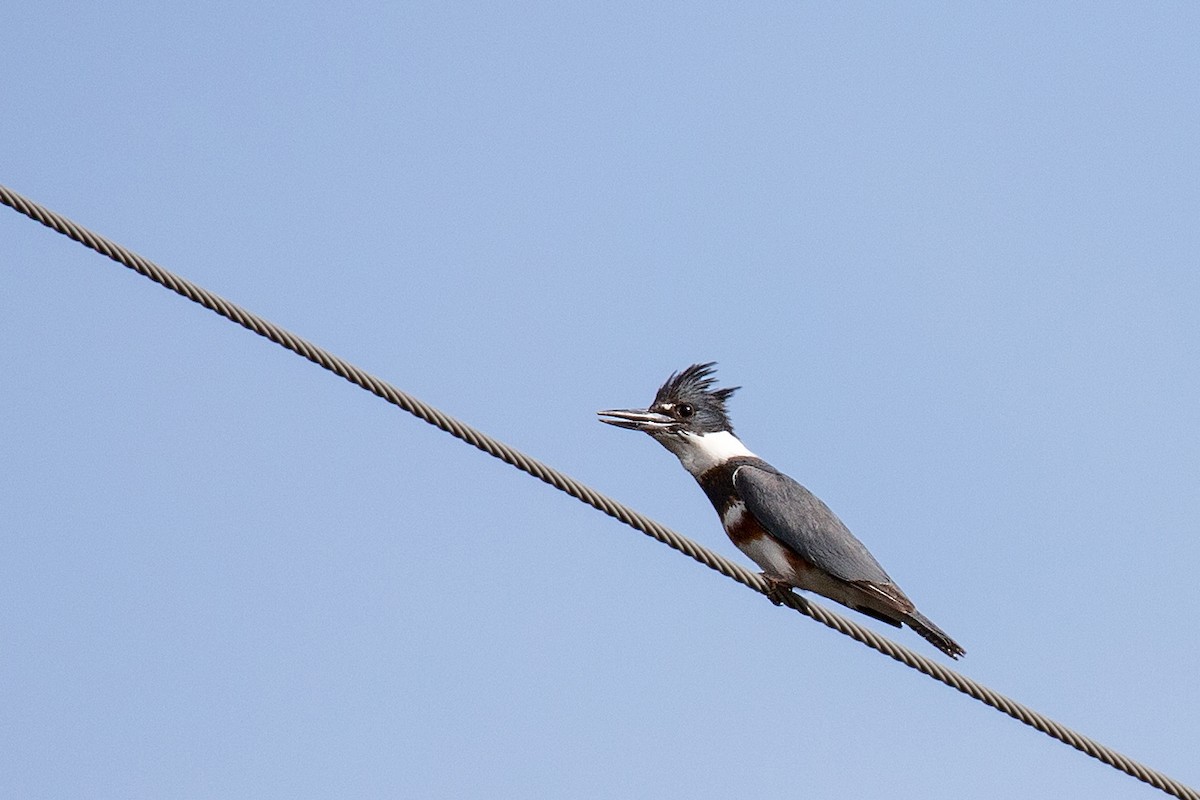 Belted Kingfisher - ML453520801