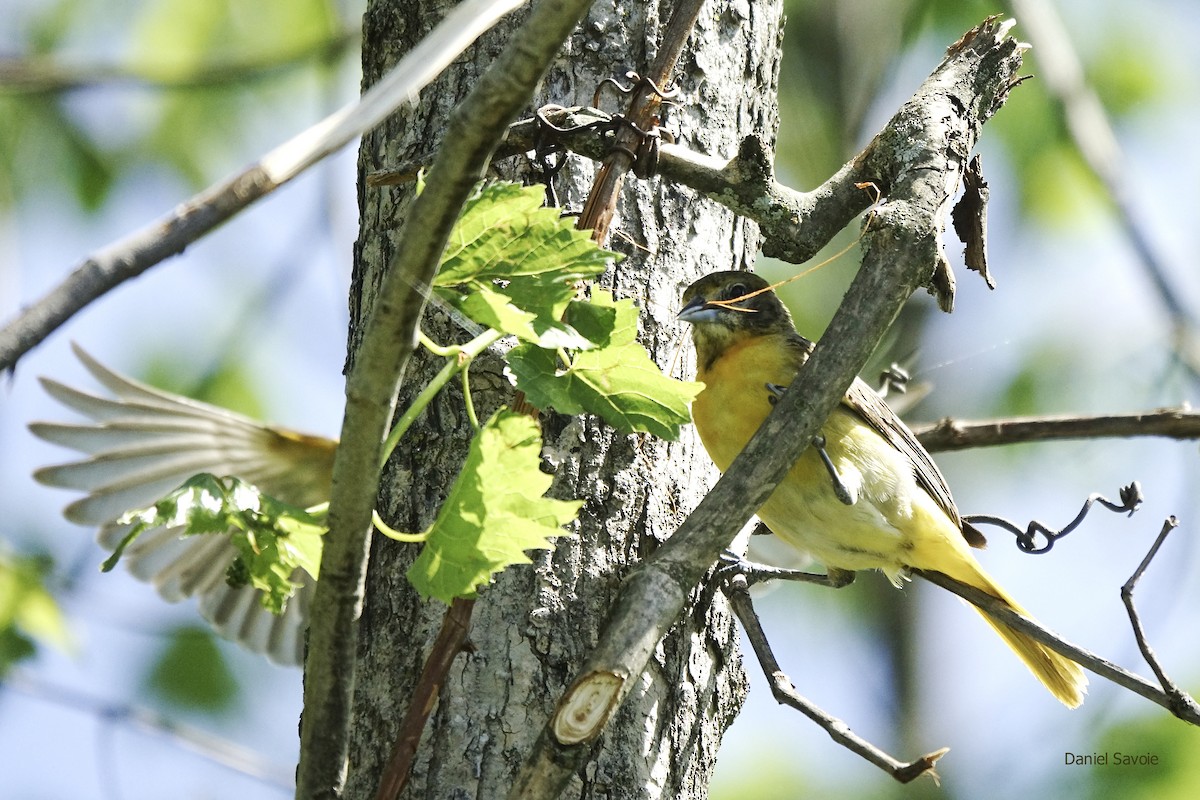 Baltimore Oriole - Daniel Savoie