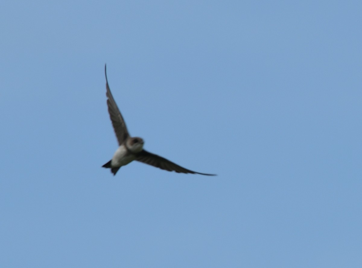 Bank Swallow - ML453523781