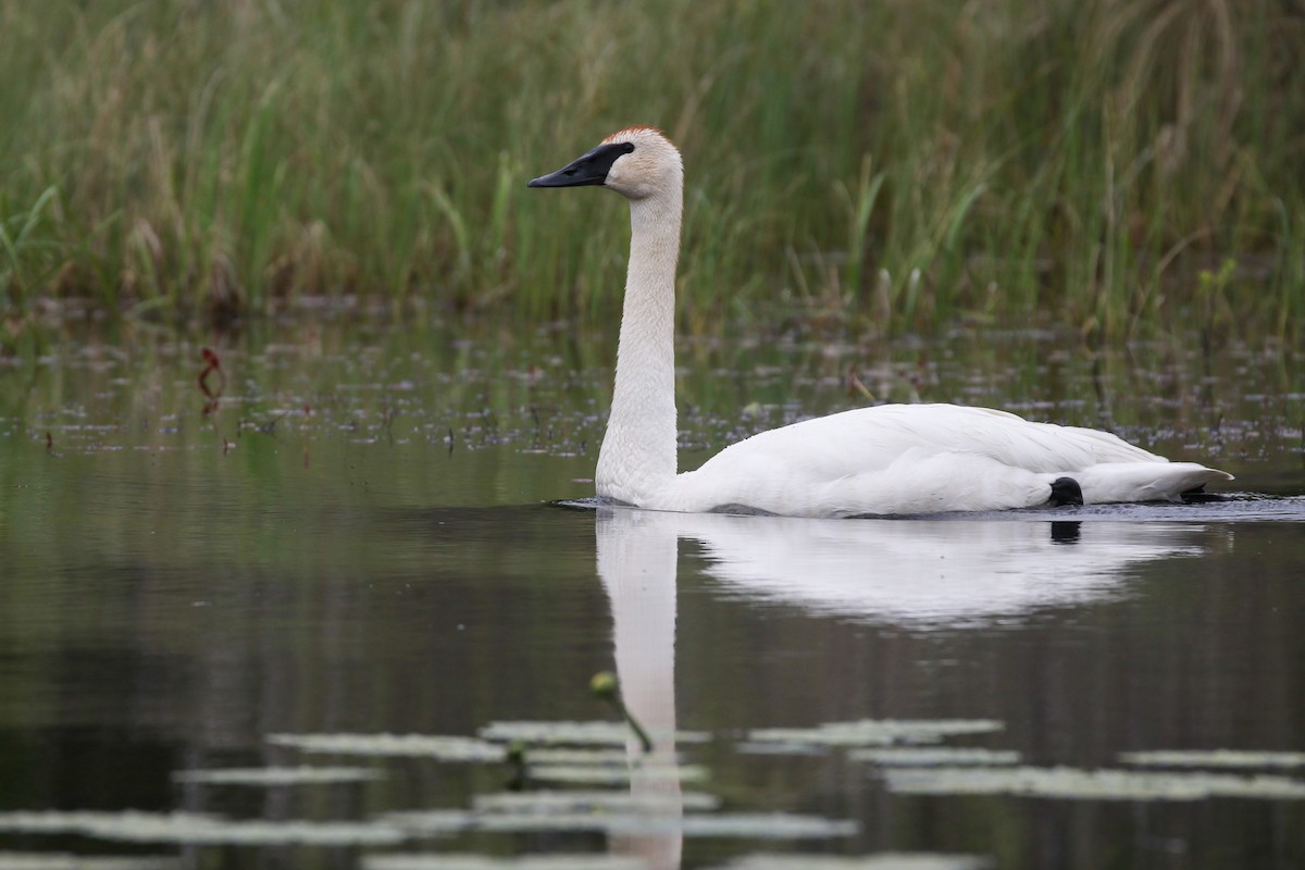 Cisne Trompetero - ML453525581