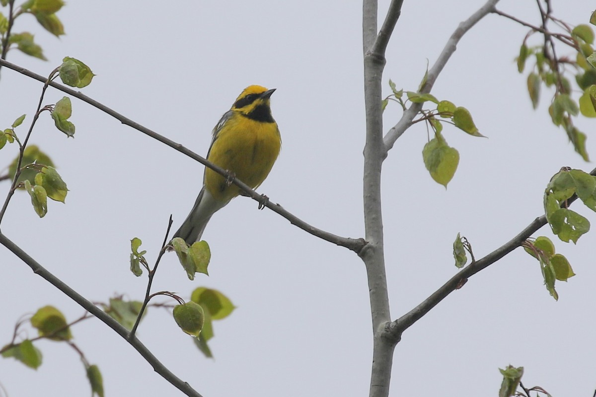 Lawrence's Warbler (hybrid) - ML453525651