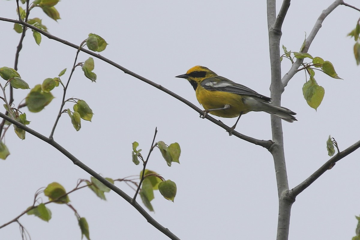 Lawrence's Warbler (hybrid) - ML453525661