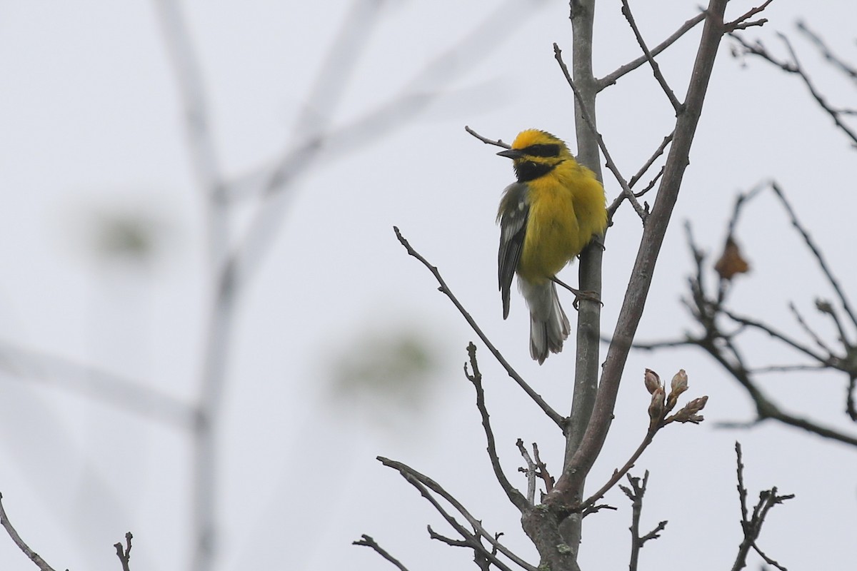 Lawrence's Warbler (hybrid) - ML453525671