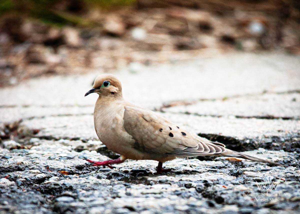 Mourning Dove - ML453525951