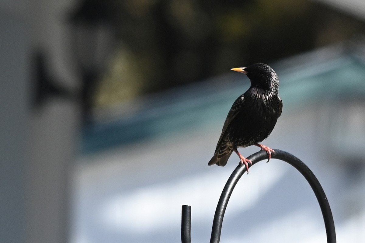 European Starling - ML453527141