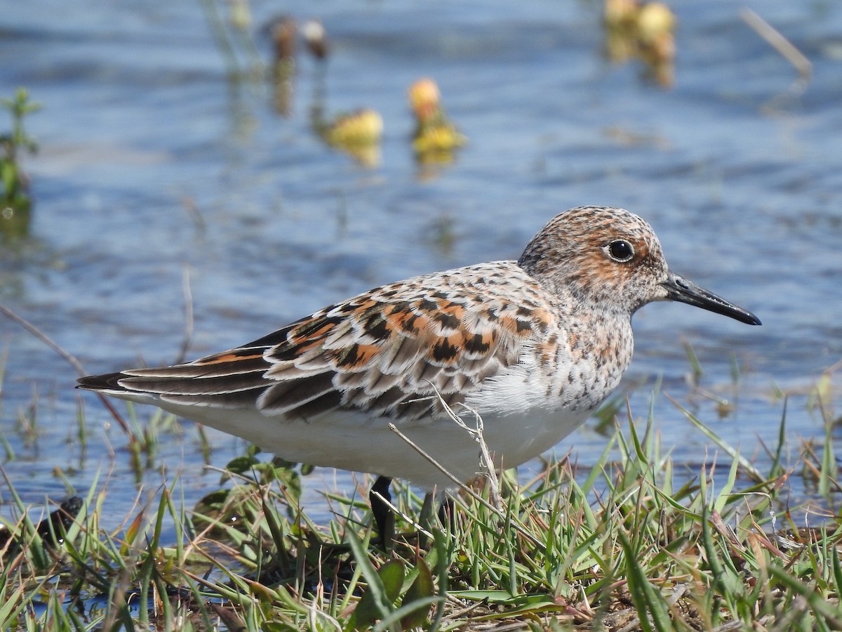 Sanderling - Esther Yera Posa