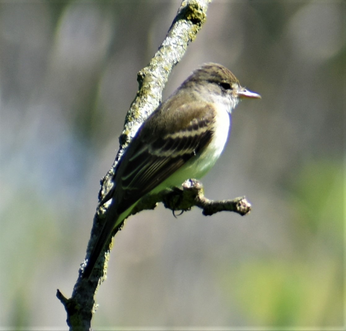 Willow Flycatcher - ML453529951