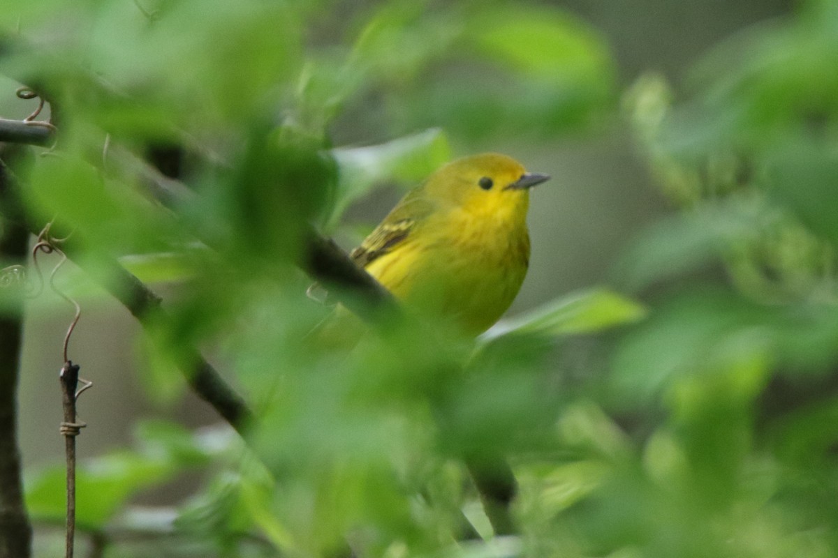 Yellow Warbler - ML453530131