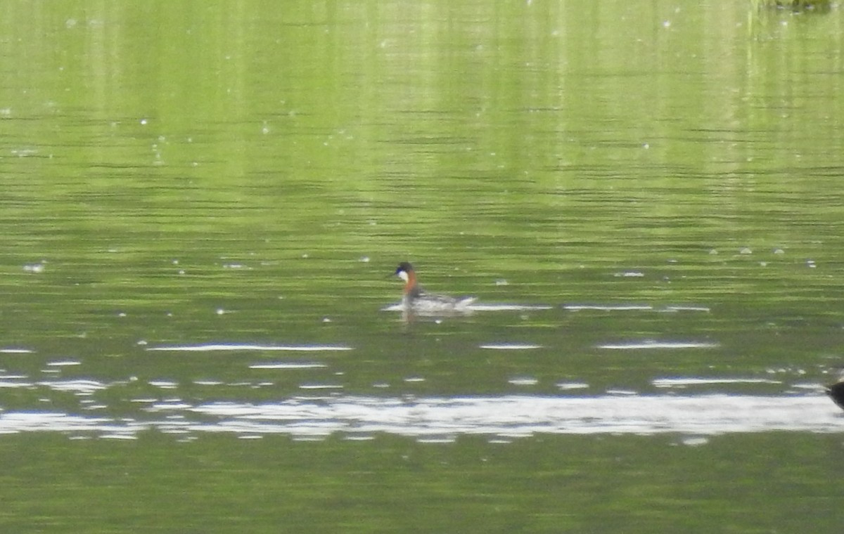 Phalarope à bec étroit - ML453530731