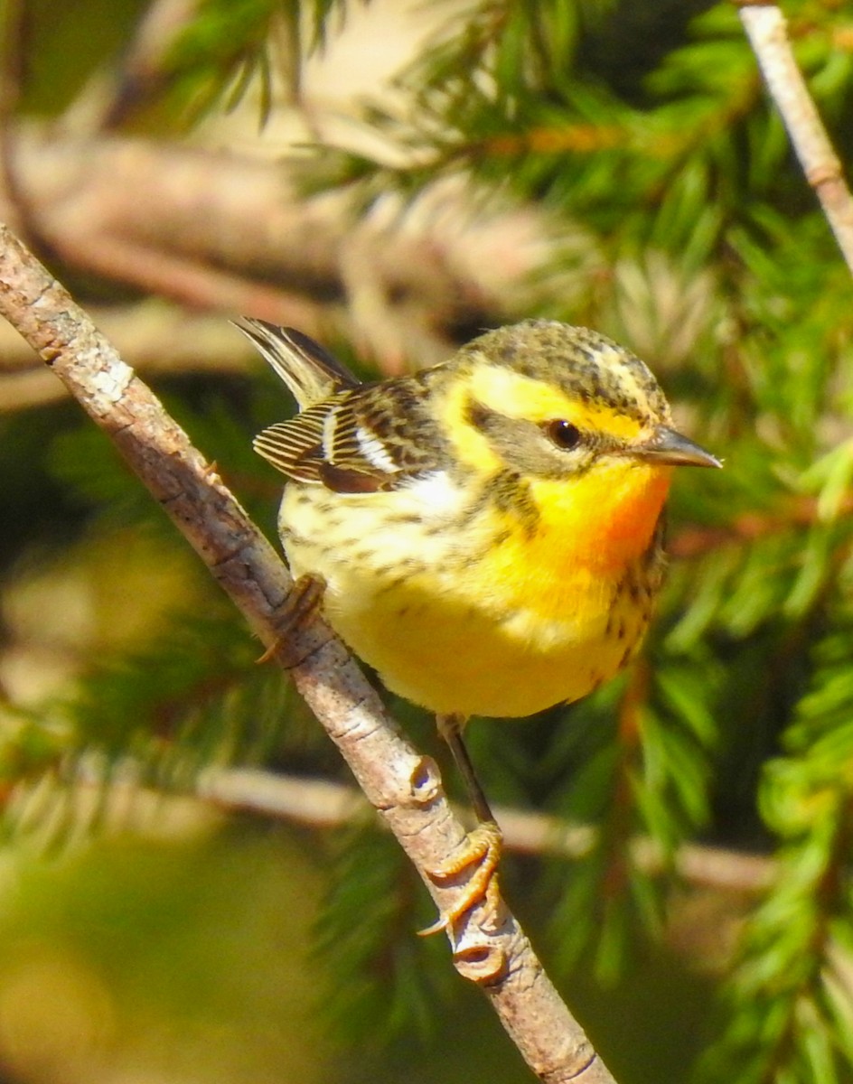 Blackburnian Warbler - ML453531031