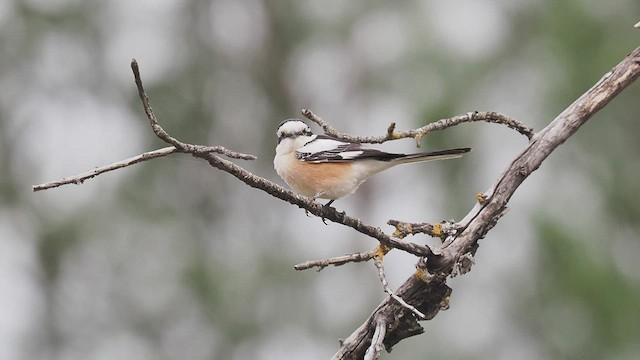 Masked Shrike - ML453531461