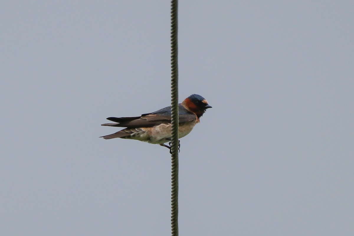 Cliff Swallow (pyrrhonota Group) - ML453531851