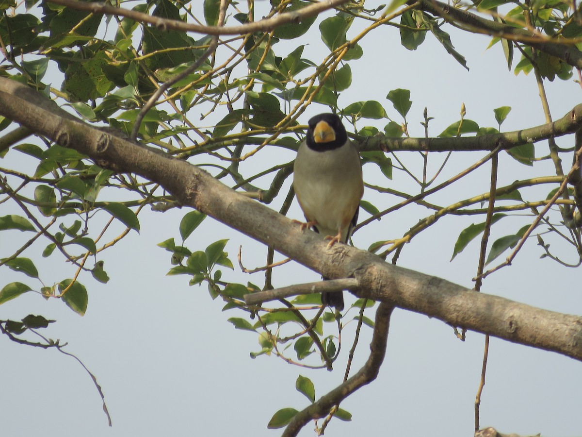 コイカル - ML45353301