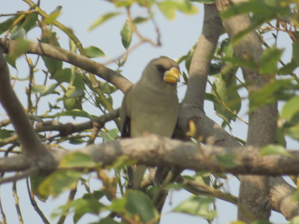 コイカル - ML45353341