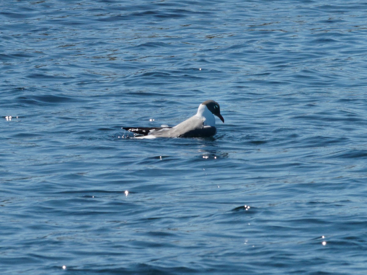 Laughing Gull - ML453533841