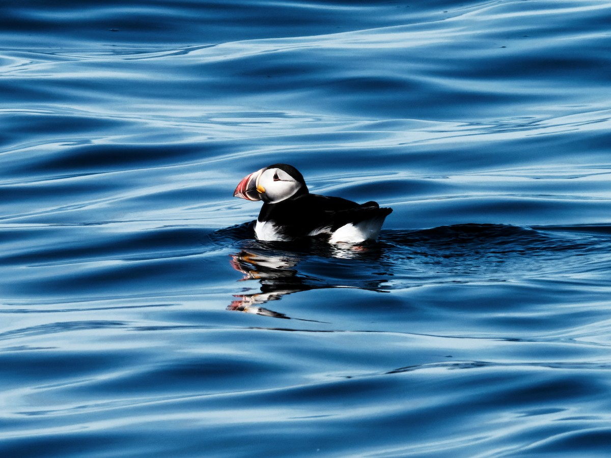 Atlantic Puffin - ML453534171