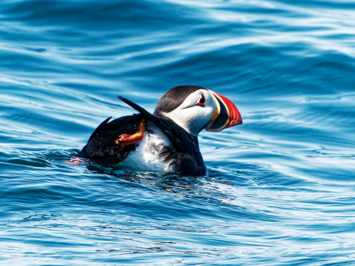 Atlantic Puffin - ML453534251