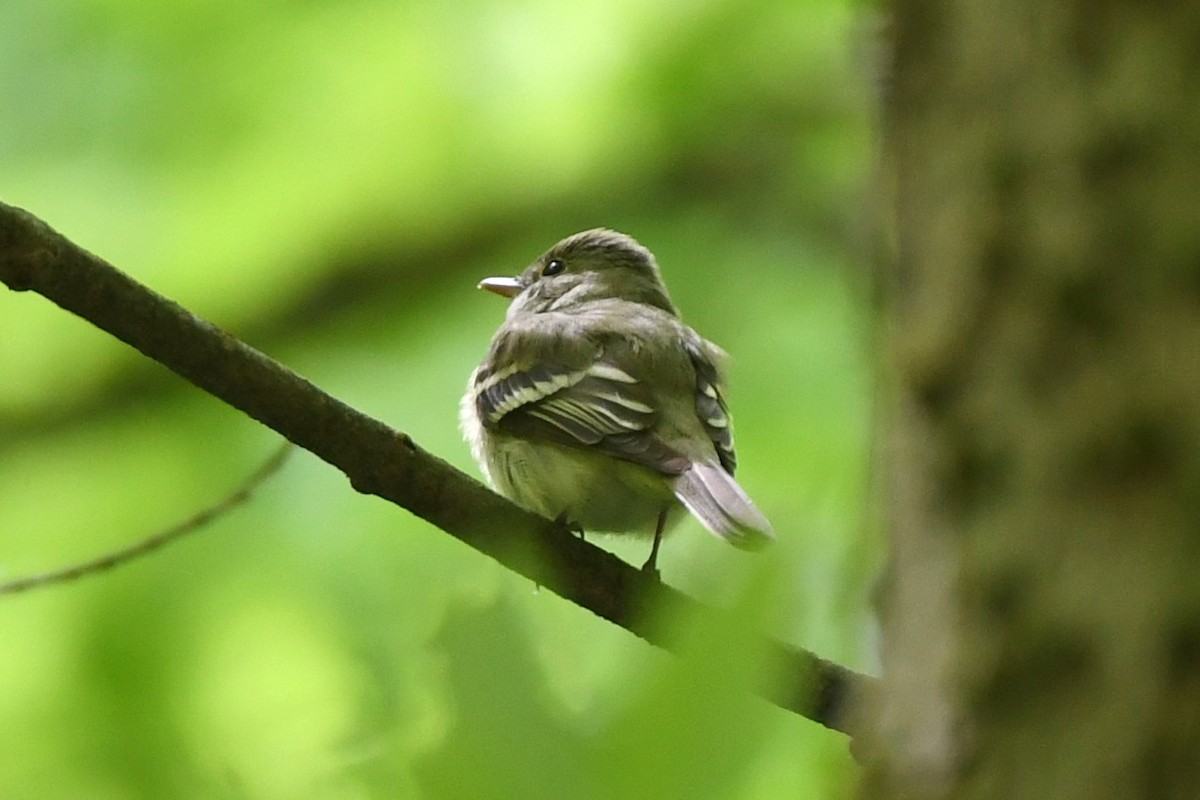 Acadian Flycatcher - Maha Katnani