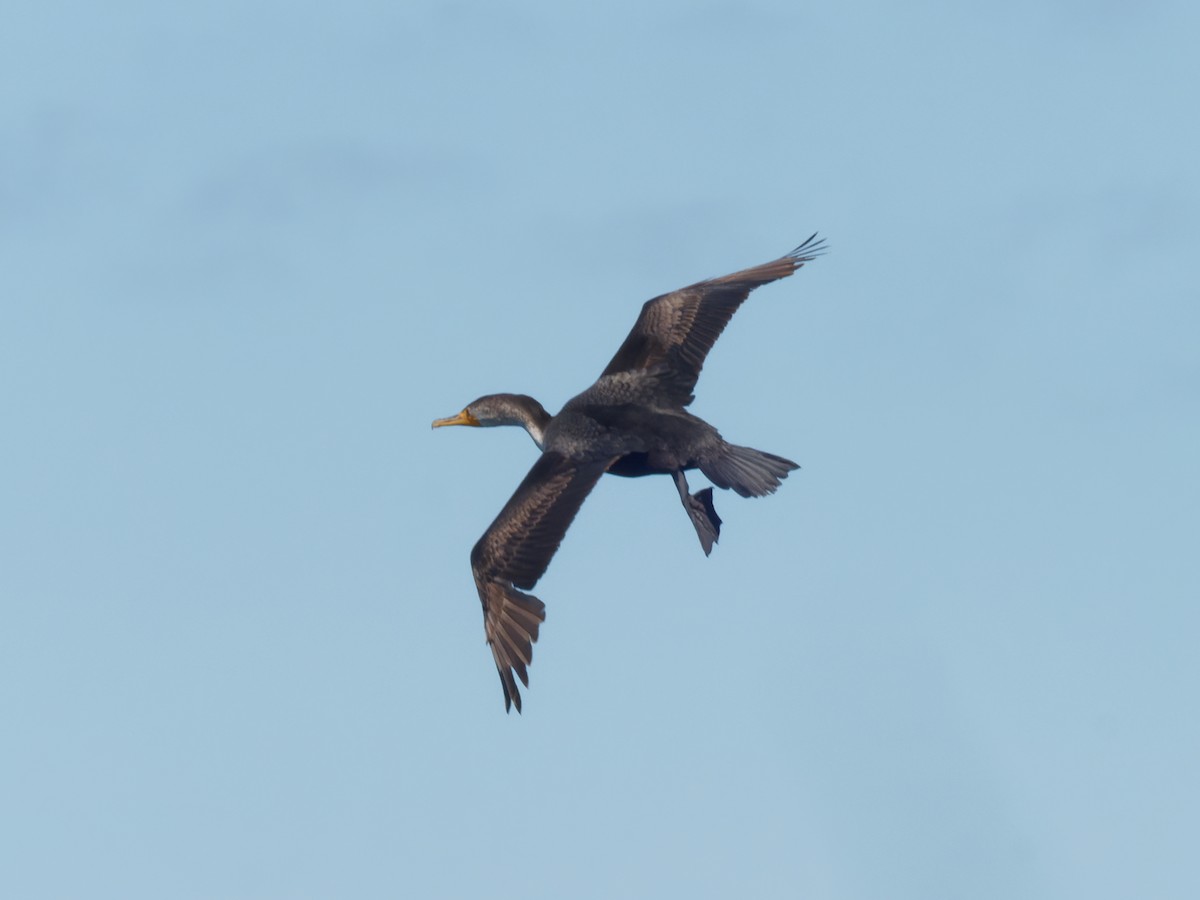 Cormoran à aigrettes - ML453534921