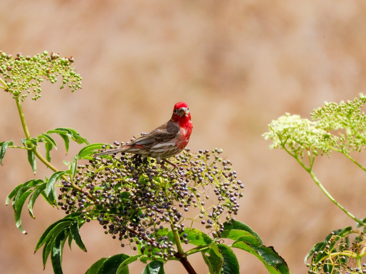 House Finch - ML453535511
