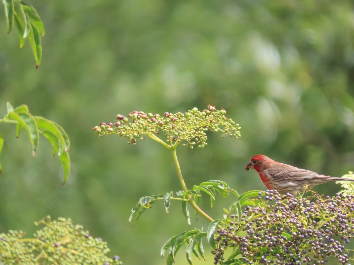 House Finch - ML453535551