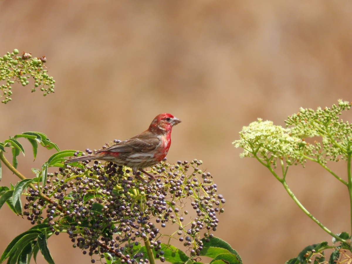 House Finch - ML453535561
