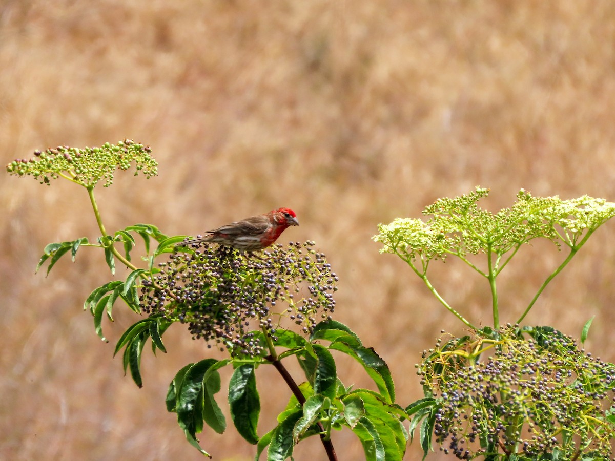 House Finch - ML453535571