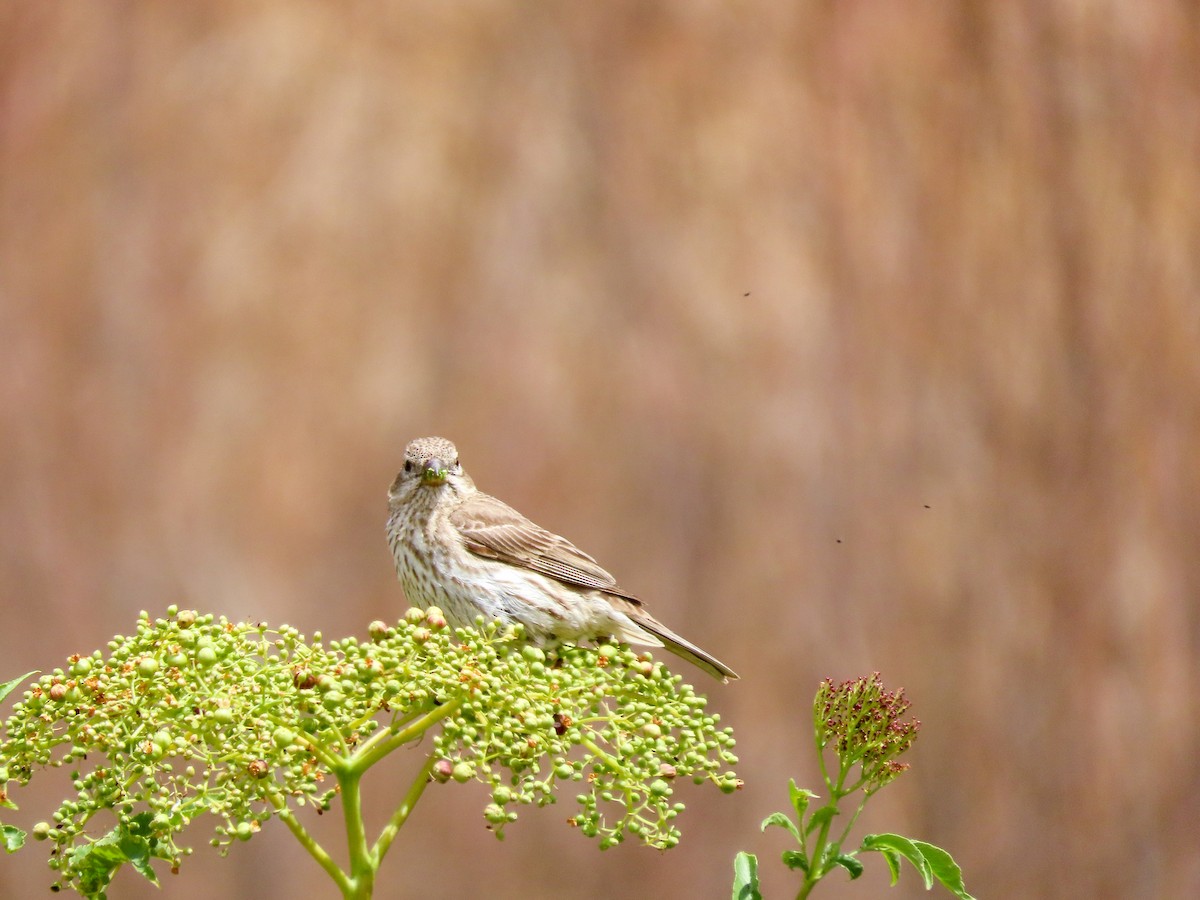 House Finch - ML453535591