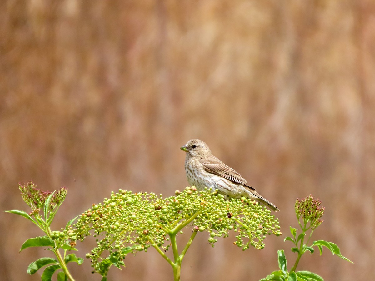 House Finch - ML453535641