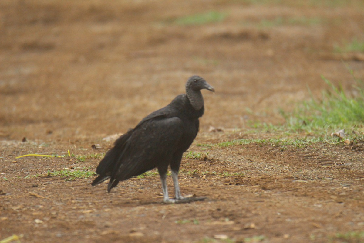 Black Vulture - ML453536321