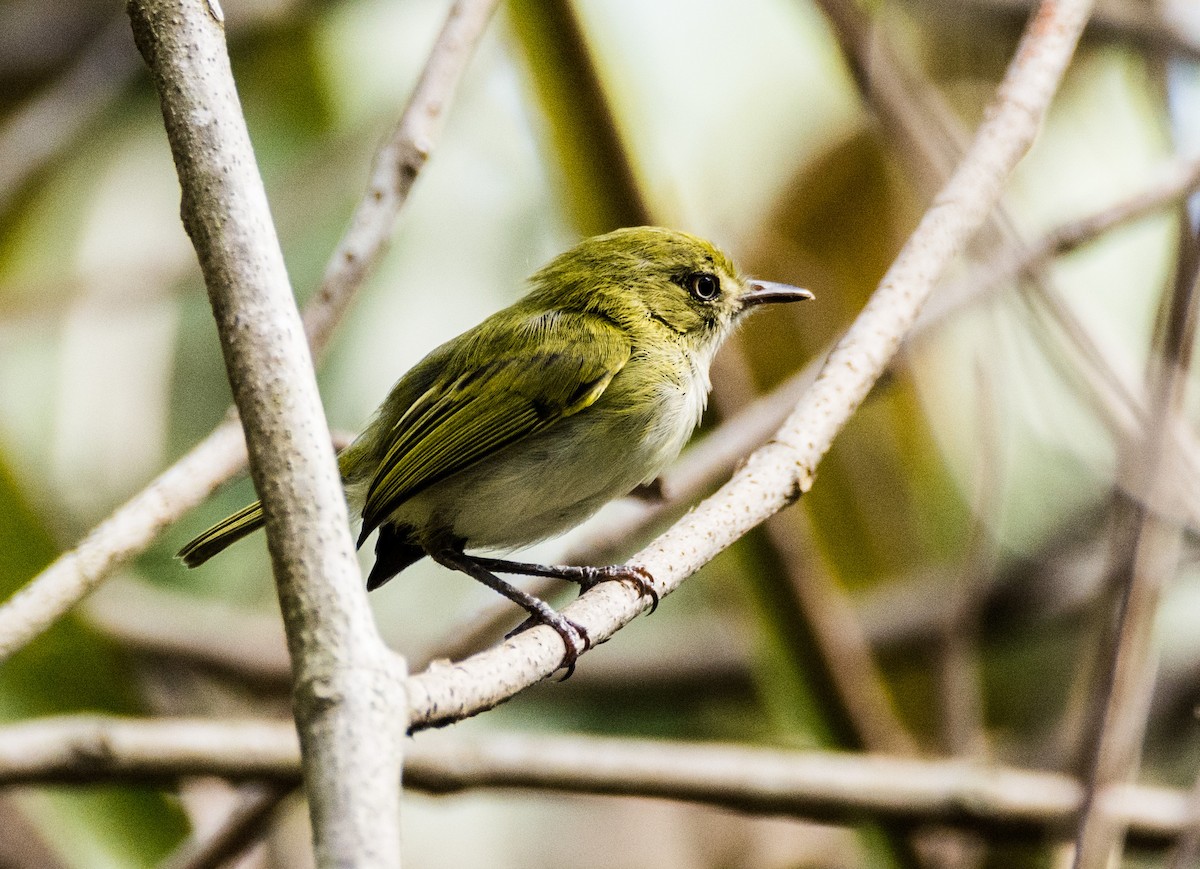 Hangnest Tody-Tyrant - ML453536351