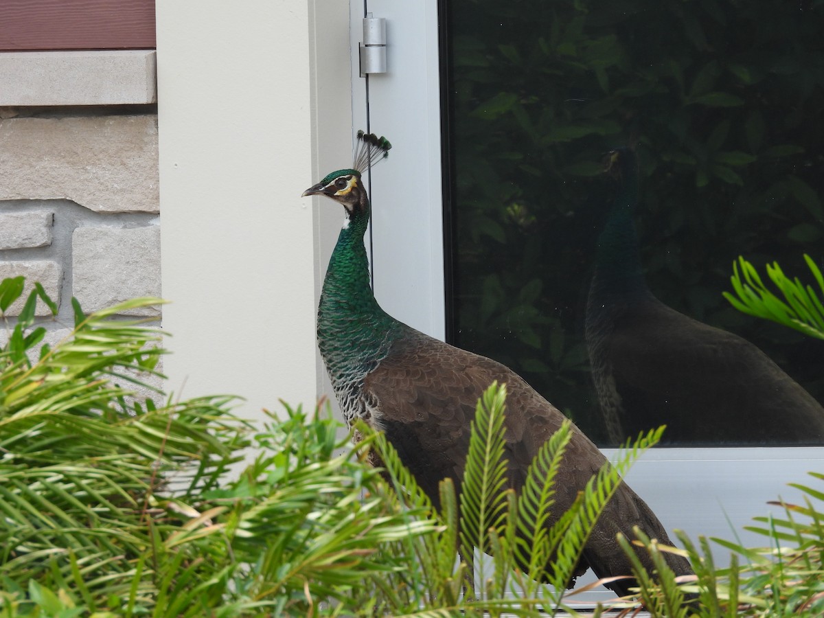 Indian Peafowl - ML453537291