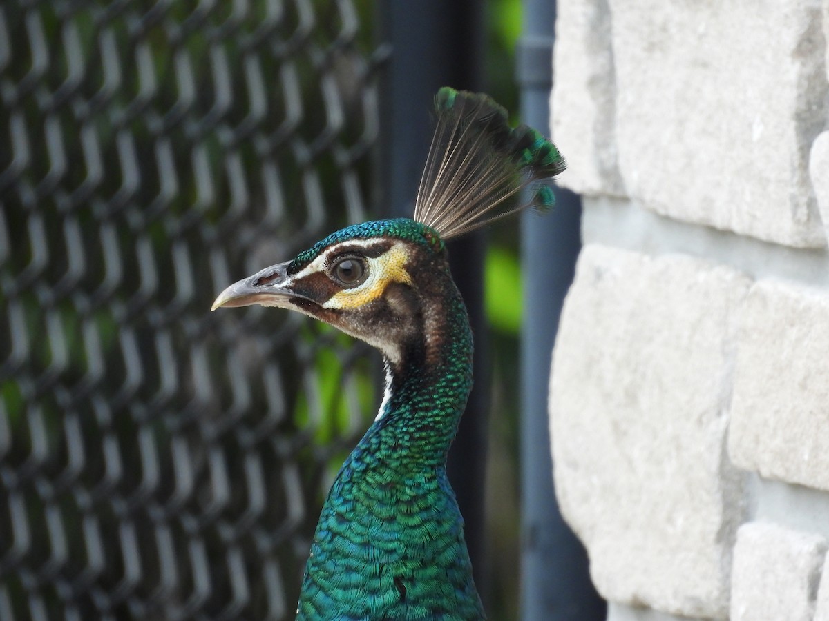 Indian Peafowl - ML453537311