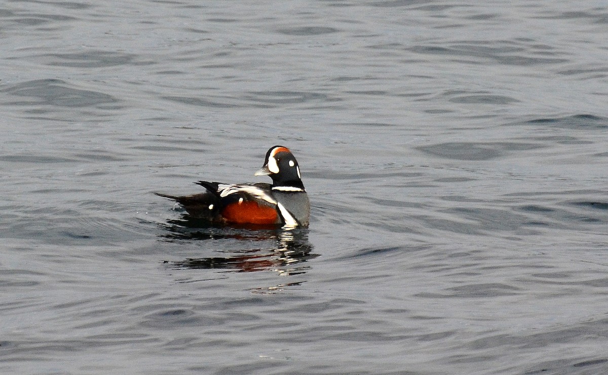 Harlequin Duck - ML45353751