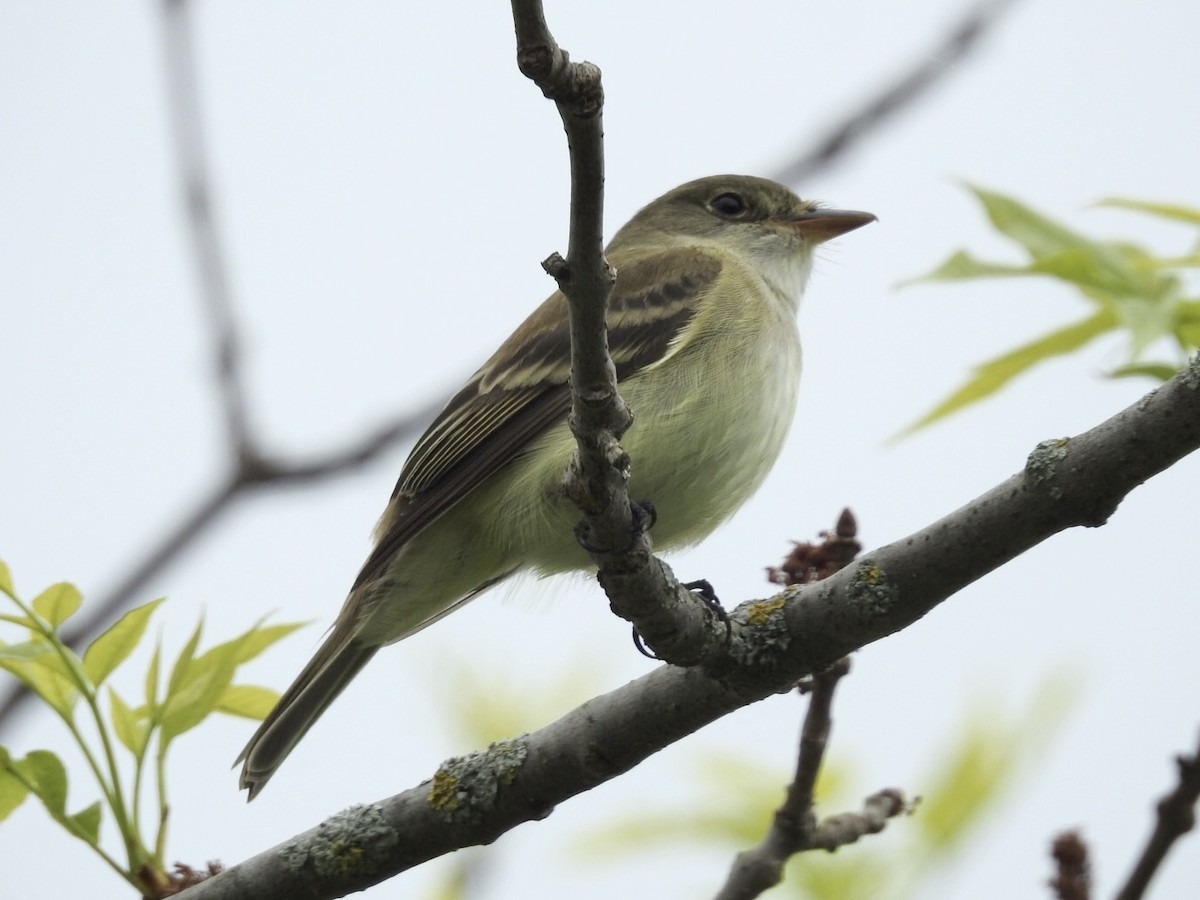 Alder Flycatcher - ML453537961