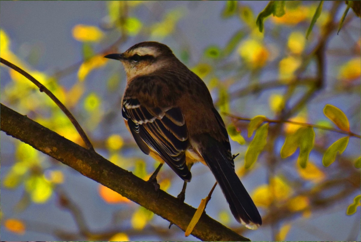 Chalk-browed Mockingbird - ML453538721