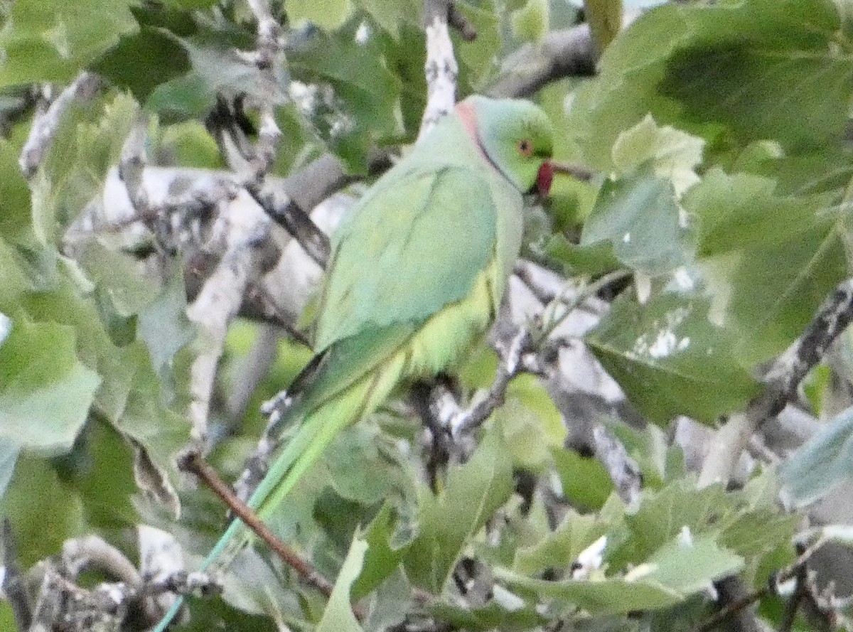 Rose-ringed Parakeet - ML453540771