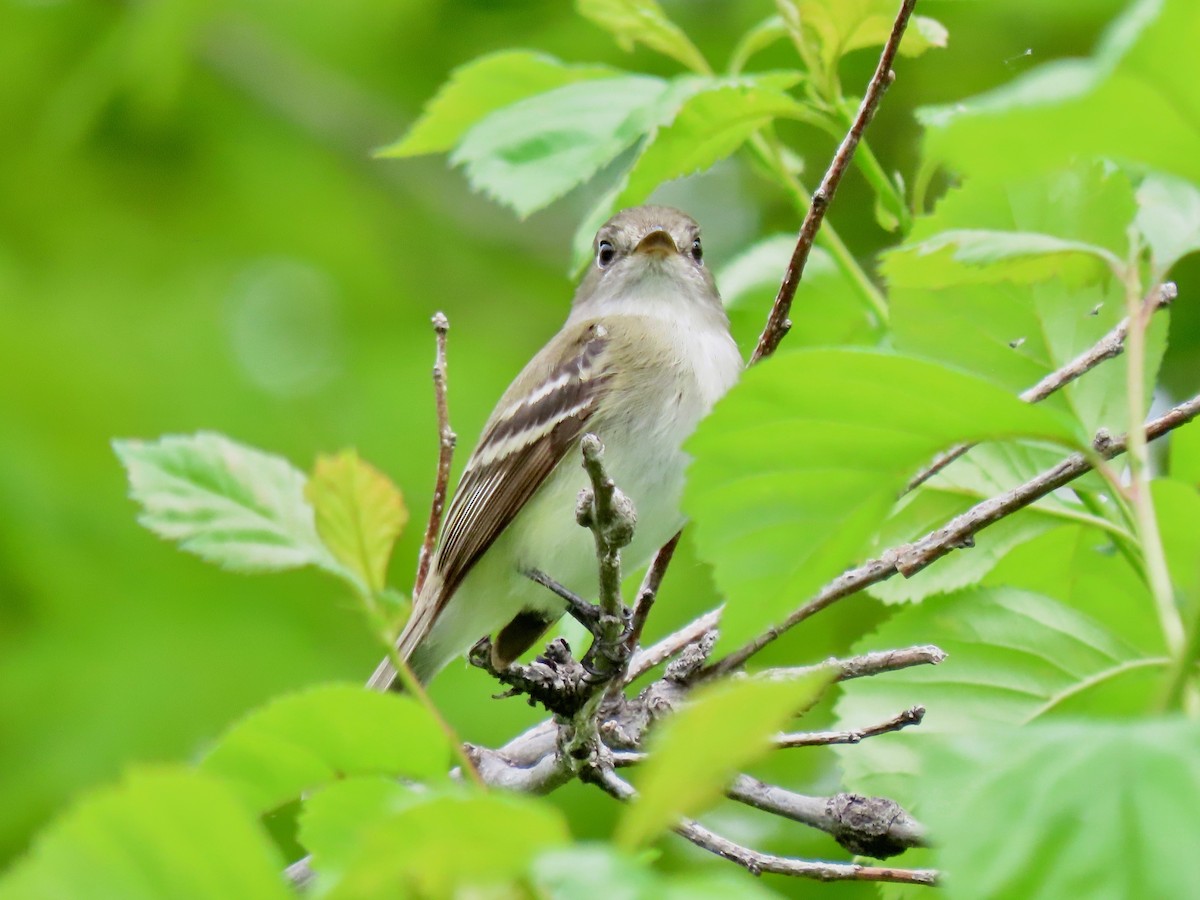 Willow Flycatcher - ML453540851