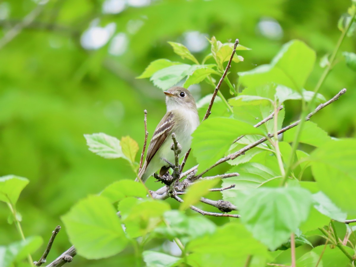 Willow Flycatcher - ML453541061