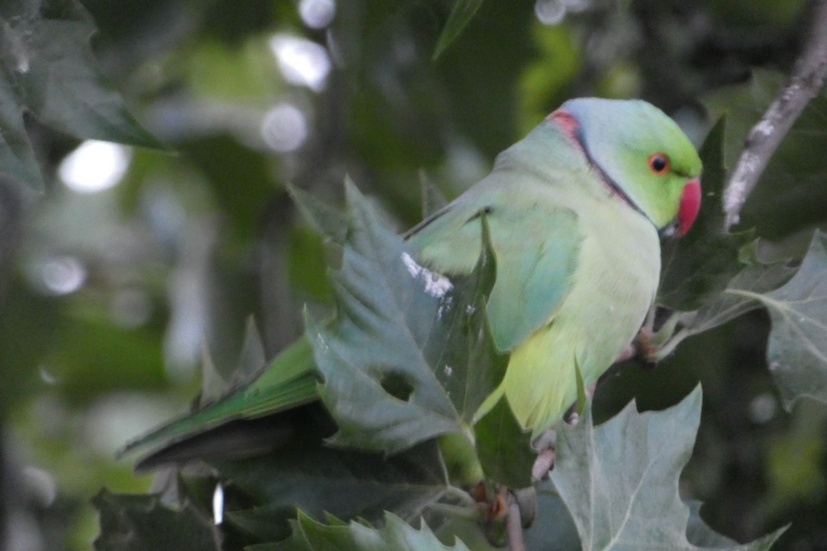Rose-ringed Parakeet - ML453541381
