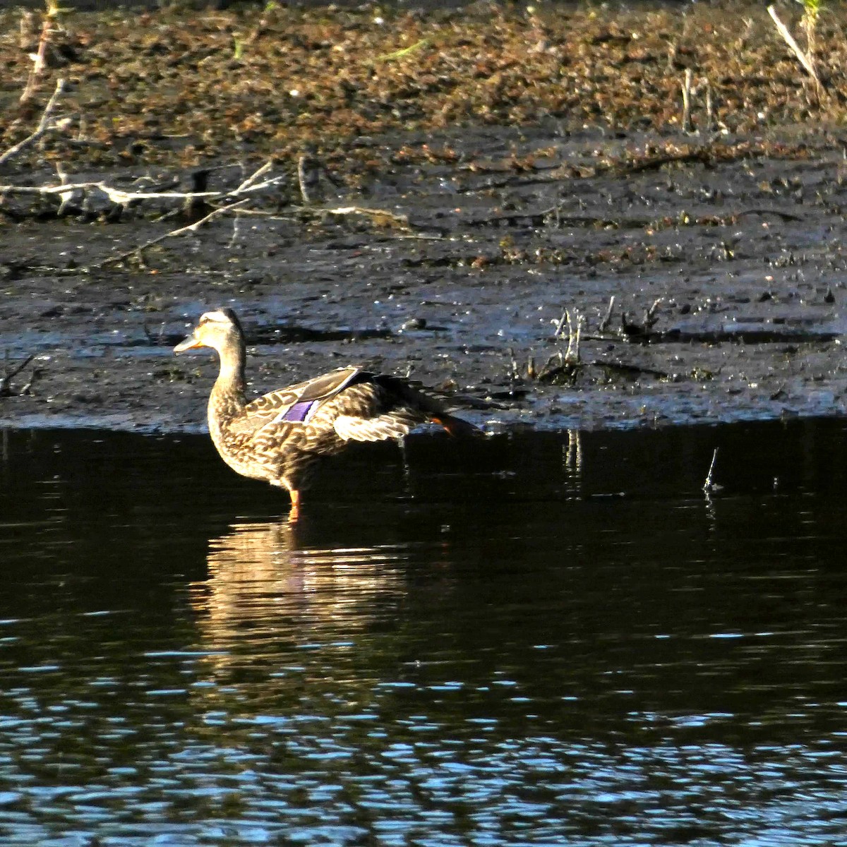 マガモ - ML453541661