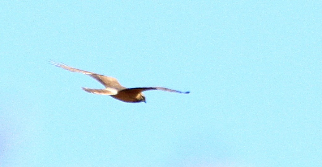 Montagu's Harrier - ML453542081