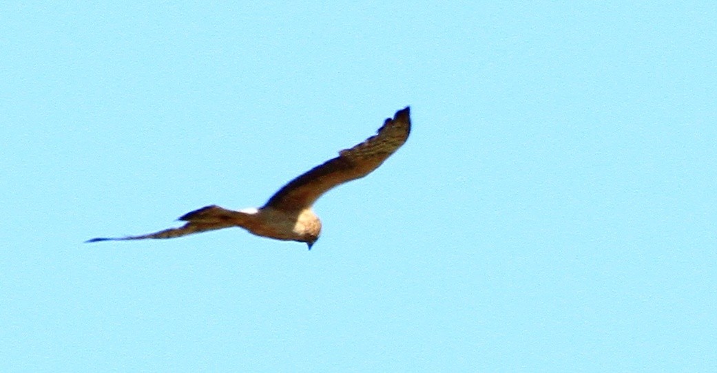 Montagu's Harrier - ML453542101