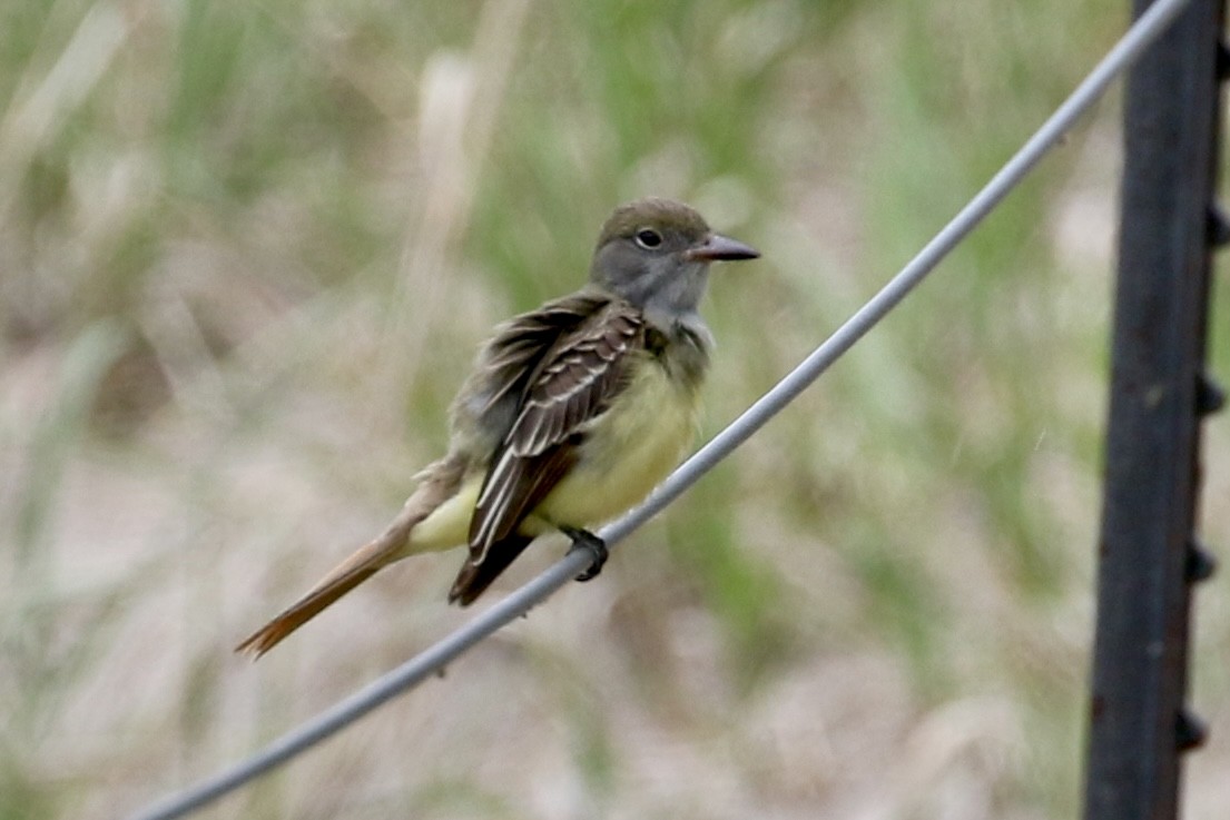 Great Crested Flycatcher - Jim Smallwood