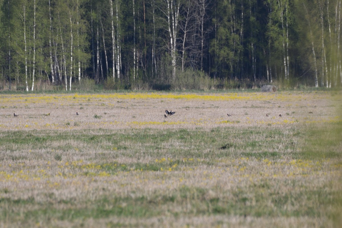 Black Grouse - ML453542421